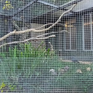 Masked Lapwing and Palm Cockatoo Aviary