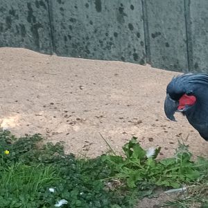 Palm Cockatoo