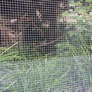 Sulphur crested Cockatoo Aviary