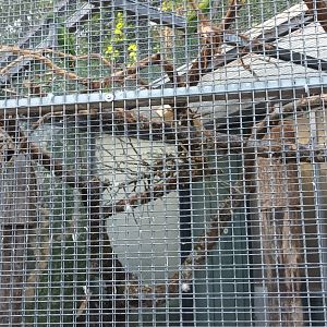 Derbyan Parakeet Aviary