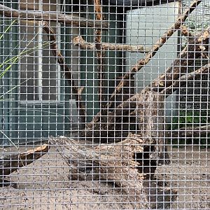 Second Palm Cockatoo Aviary