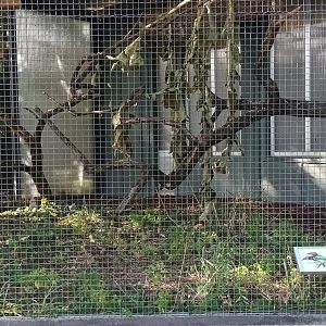 Green Aracari Aviary