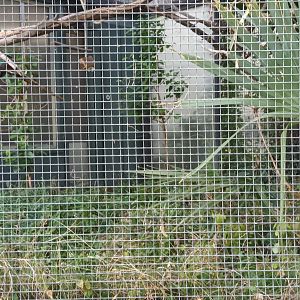 Crimson bellied Conure Aviary