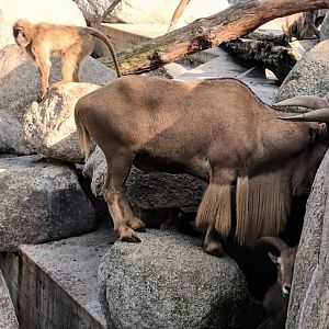 Gelada Baboon and Aoudad