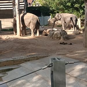 Zella and Pama the Asian Elephants