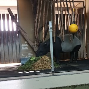 Example of Malayan Tapir indoor Enclosure