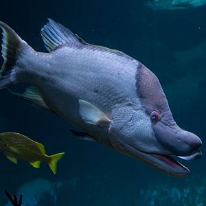Hogfish (Lachnolaimus maximus) - Haus des Meeres
