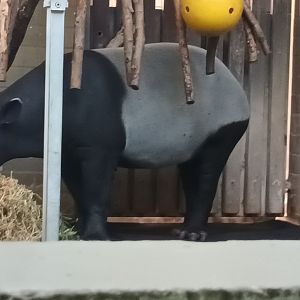 Malayan Tapir