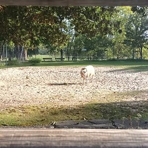 Border Leicester Sheep Enclosure