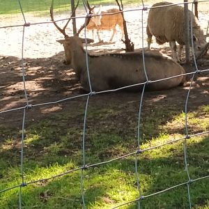 Pere Davids Deer and Border Leicester Sheep