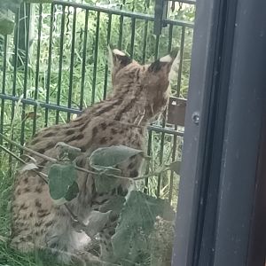 Young Serval
