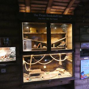 Rat exhibit - Skegness Aquarium