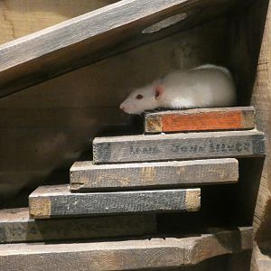 Rat - Skegness Aquarium