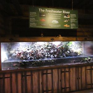 Freshwater fish tank - Skegness Aquarium