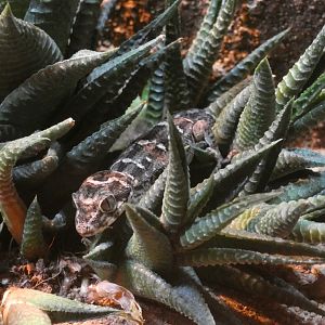 Viper gecko (Hemidactylus imbricatus) - Skegness Aquarium