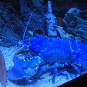Common lobster - Skegness Aquarium