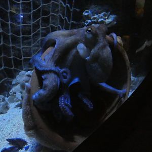Common octopus - Skegness Aquarium