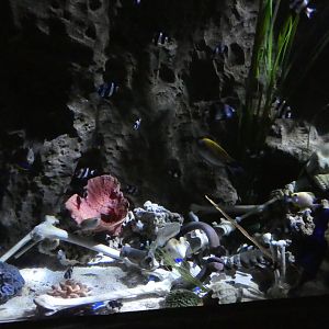 Skeleton aquarium decoration - Skegness Aquarium