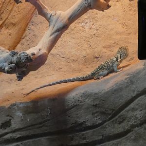 Eastern collared lizard - Skegness Aquarium