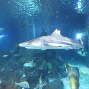 Black-tipped reef shark - Skegness Aquarium