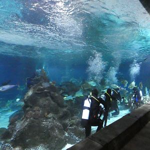 Viewing window into main tank - Skegness Aquarium