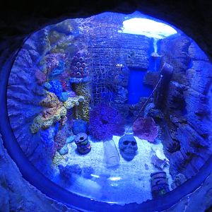 View into tank in the 'Sea Cave' area - Skegness Aquarium