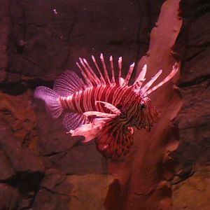 Red lionfish - Skegness Aquarium