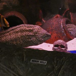 Honeycomb moray eels - Skegness Aquarium