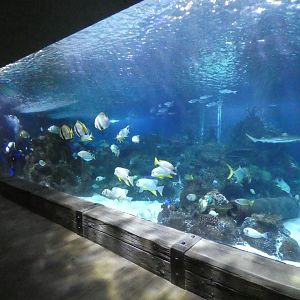 Main tank - Skegness Aquarium