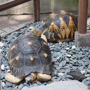 Radiated tortoise (Astrochelys radiata)