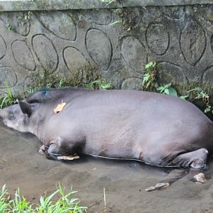 South American tapir (Tapirus terrestris)