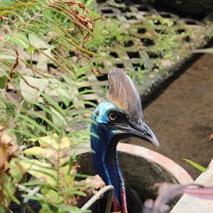 Southern cassowary (Casuarius casuarius)