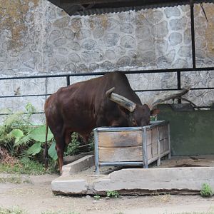 Ankole-Watusi (Bos taurus africanus)