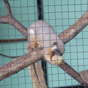 Cream-coloured giant squirrel (Ratufa affinis)
