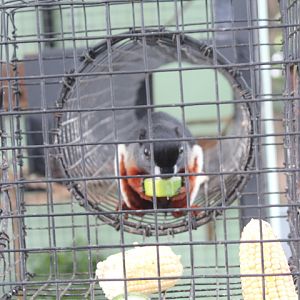 Prevost's squirrel (Callosciurus prevostii)