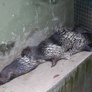 Sunda porcupine (Hystrix javanica)