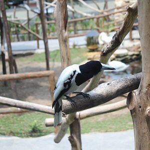Hooded butcherbird (Cracticus cassicus)