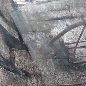 Guianan squirrel monkey (Saimiri sciureus)