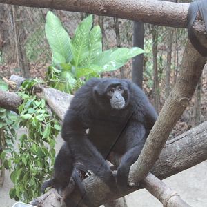 Siamang (Symphalangus syndactylus)