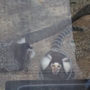 Common marmoset (Callithrix jacchus)