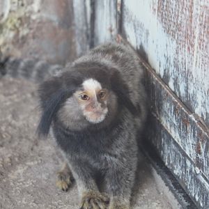Black-tufted marmoset (Callithrix penicillata)