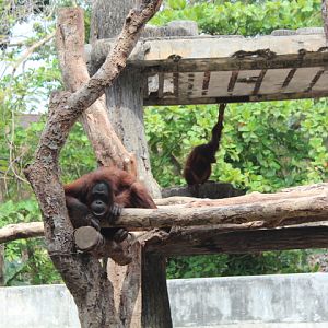 Bornean orangutan (Pongo pygmaeus)