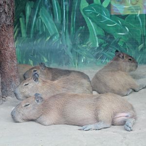 Capybara (Hydrochoerus hydrochaeris)