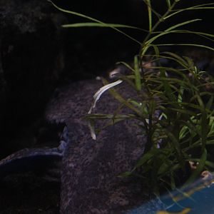 Chinese giant salamander (Andrias davidianus)