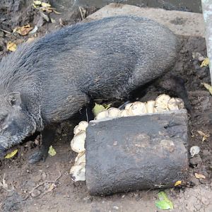 Banded pig (Sus scrofa vittatus)