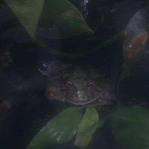 Cranwell's horned frog (Ceratophrys cranwelli)