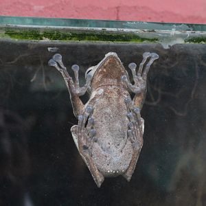 File-eared tree frog (Polypedates otilophus)