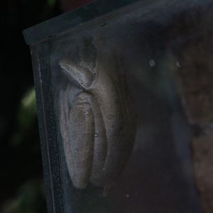 Common tree frog (Polypedates leucomystax)