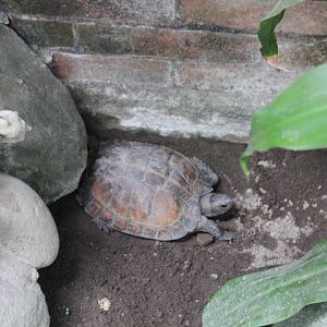 Asian leaf turtle (Cyclemys dentata)
