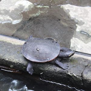 Red-bellied short-necked turtle (Emydura subglobosa)